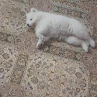 سامویید|سگ|رشت, سعدی (تختی)|دیوار