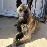 سگ مالینویز  نر