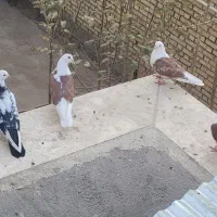 دوکت قاب معاوضه با طوق هفت رنگ|پرنده|بروجن, |دیوار