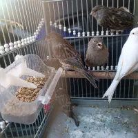 قناری ماده مست پس کوزه|پرنده|تربت‌حیدریه, حسنی بالا|دیوار