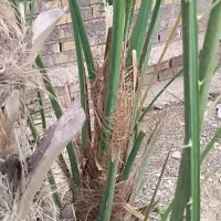 پاجوش بریم بفروش می‌رسد