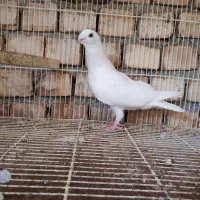 کبوتر خرطومی