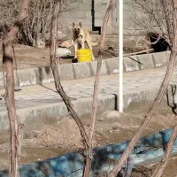 سگ مالینیوز|سگ|بیرجند, |دیوار