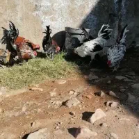 خروس گلین|حیوانات مزرعه|قم, پردیسان|دیوار