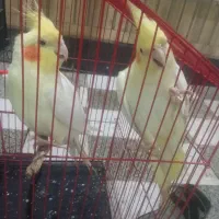 عروس هلندی|پرنده|دهلران, |دیوار