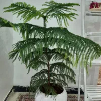 گل کاج مطبق وبرگ انجیری به همراه گلدان سرامیکی نو