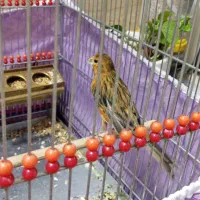 قناری|پرنده|تهران, آهنگ|دیوار