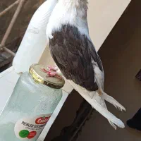 کبوتر قنار. هر دو ماده.|پرنده|میاندوآب, |دیوار