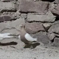 کله هفت رنگ و سینه زرد|پرنده|مشهد, میان ولایت|دیوار