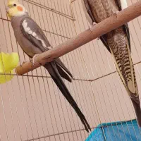 جفت عروس هلندی مولد دستی سخنگو سالم|پرنده|پیر بکران, |دیوار