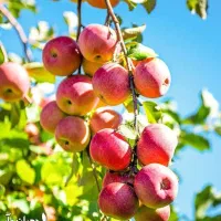 ارائه و تولید نهال سیب قرمز مراغه|خدمات باغبانی و درختکاری|خلخال, |دیوار