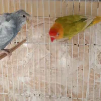 عروس هلندی مولد|پرنده|چابهار, |دیوار