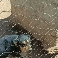 واگذاری سگ نگهبان