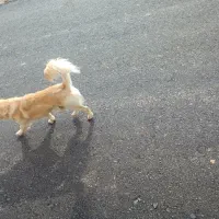 سگ پامر روباهی|سگ|ماهیدشت, |دیوار