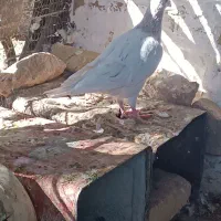 کله هما|پرنده|سبزوار, رباط|دیوار