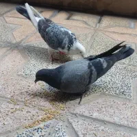 کبوتر. کفتر