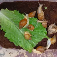 حلزون|خزنده|کرمان, |دیوار