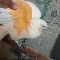 کفتر تهرانی غریب گیری