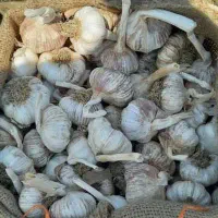سیر بذری ممتاز گوگان درجه یک