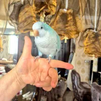 طوطی راهب ابی|پرنده|کرمانشاه, |دیوار