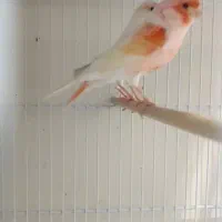 جفت قناری موزاییکی