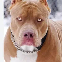 پیت بول امریکن