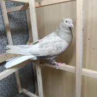 کفتر،کبوتر هفترنگ دم سفید ماده