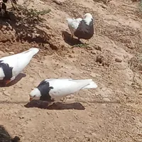 4عدد طوقی با یک عدد جوجه بدون خال و مریضی|پرنده|اندیکا, |دیوار