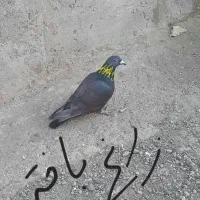 کبوتر باختی زاغ گردن طلایی اطراف زهک