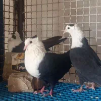 یک جفت کلاغ سیاه نژاد دار