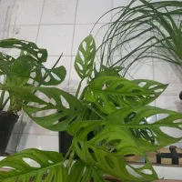 حراج باقی مانده گلهای اپارتمانی فقط ۱۵۰|گل و گیاه طبیعی|شهرکرد, |دیوار