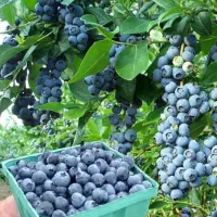 نهال های خاص و کمیاب در خود شیراز. پسته پیوندی