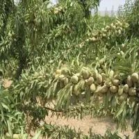 فروش بادام