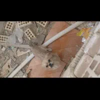 سگ پاپی ماده|سگ|فولادشهر, A1|دیوار