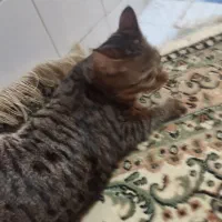 گربه ملوس|گربه|اسلامشهر, مطهری|دیوار