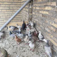 کبوتر و جفت دونی