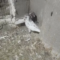 باسلام فروش کبوتر کله سرخ۶۰۰تومان|پرنده|اصفهان, الهیه|دیوار