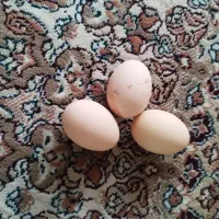 تخم مرغ نطفه دار برهما لایت