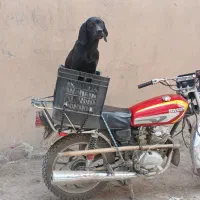 توله پوینتر آلمان وانگلیس