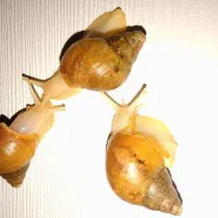 حلزون برای پاکسازی و کلاژن سازی صورت