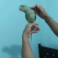 شاه طوطی اسکندر جوان چشم دودی فوق اهلی و چلوندنی|پرنده|بندرعباس, |دیوار