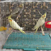 جوجه دانخور2ماهه عروس هلندی شاه تخم سالم و سرحال