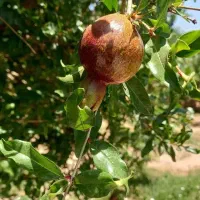 باغچه-شیک-و-باربده