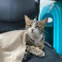 واگذاری گربه پسر  مهربون