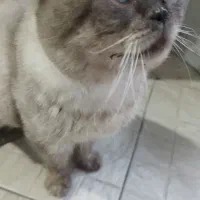 گربه اسکاتیش|گربه|کرمان, |دیوار