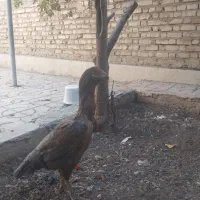 مرغ و خروس لاری