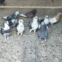 کبوتر