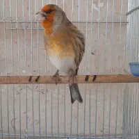 سهره قناری لر ردی