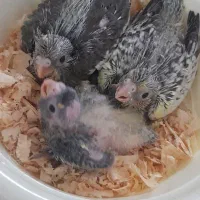 جوجه عروس هلندی