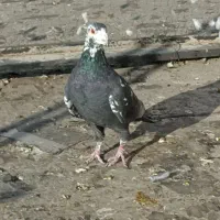 بزک سیاه طاووسی شامی سیاه سینه سفید|پرنده|شیراز, شهرک گلستان|دیوار